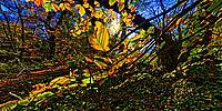 Micro Panorama Thumbnail for Social Sharing Sites