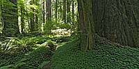 Micro Panorama Thumbnail for Social Sharing Sites