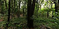 Micro Panorama Thumbnail for Social Sharing Sites