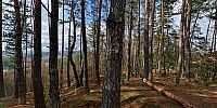 Micro Panorama Thumbnail for Social Sharing Sites