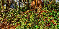 Micro Panorama Thumbnail for Social Sharing Sites
