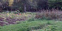 Micro Panorama Thumbnail for Social Sharing Sites
